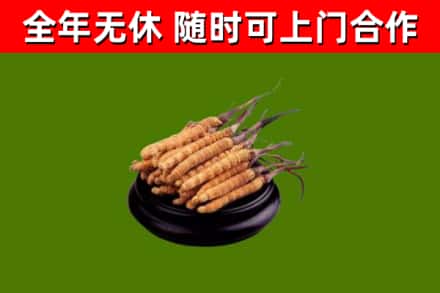 互助烟酒回收冬虫夏草.jpg